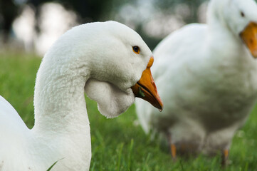 Portrait of beautiful domestic goose