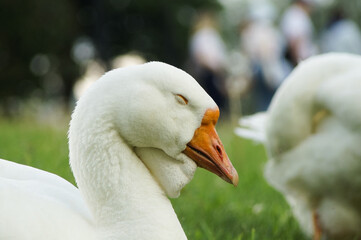 Portrait of sleeping cute white domestic goose