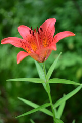 Obraz premium Lilium daura, or Pennsylvania or Sardaana (Latin: Lilium pensylvanicum) is a species of monocotyledonous flowering plants in the Lily family (Liliaceae).