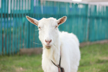 Close-up portrait of white adult goat at village countryside