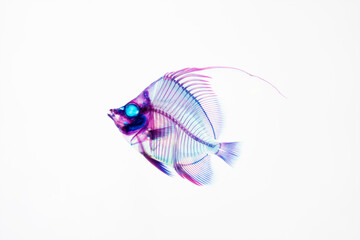 Obraz na płótnie Canvas 魚の透明骨格標本
