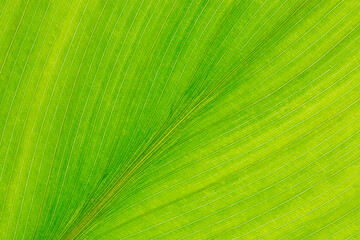 Close up backlit yellow green color live tree leaf natural furcate vein net create venation pattern...