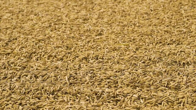 Paddy rice grains are dried in the sun. Background from pile of paddy rice and and rice seed, Brown of rice grain and closeup.