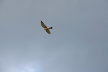 one falcon gliding high up in blue sky searching for prey