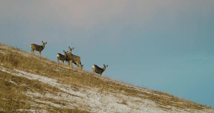Herd Of Deer Looking In The Distance From A Mountain Hill At Waterton Lakes National Park In Alberta, Canada. - low angle