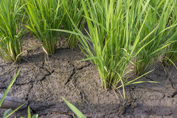 中干し時期の田んぼ（初夏、6月、日本）