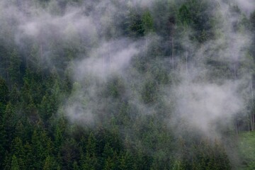 mist clouds passing by a green forest hill in the Austria mountains