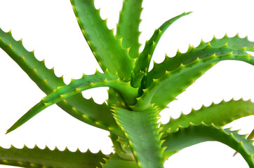 medicinal decorative home plant potted flower green aloe vera, home gardening concept, use in cosmetics and medicine