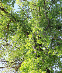 Fototapeta premium Summer landscape with green leaves on tree