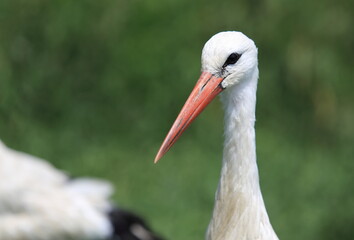 White stork.