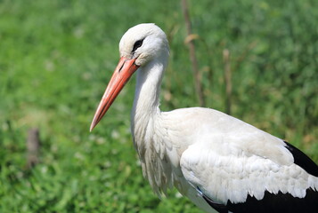 White stork.