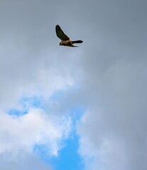 one falcon gliding high up in blue sky searching for prey