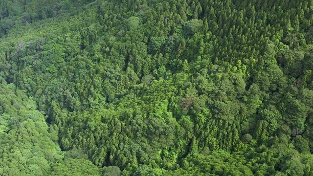 Lush green mountains full of forest in hadano japan. Drone shot of great outdoors