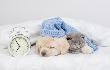 Pets sleep together near alarm clock under white warm blanket on a bed at home. Golden retriever puppy wearing warm hat hugs gray kitten