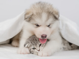 Friendly Alaskan malamute puppy hugs gray kitten. Pets sit together under warm blanket on a bed at home