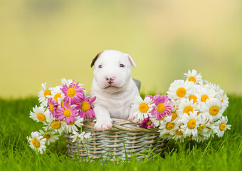 Miniature Bull Terrier puppy sits inside a basket with chamomiles