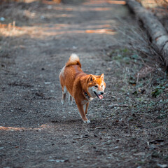 Happy dog. Shiba dog.