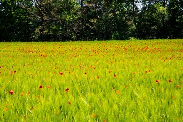red poppy plants in a large green agricultural wheat field