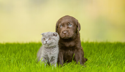 Young kitten and Chocolate Labrador Retriever puppy sit together on green summer grass