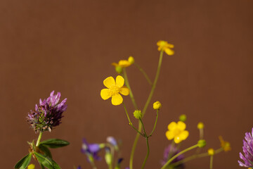Fototapeta na wymiar Still life with yellow wildflowers on brown background. Modern trendy composition with dried flower , dark shadows