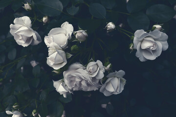 Delicate flowers on dark garden
