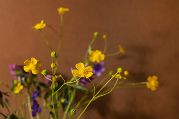 Fototapeta premium Still life with yellow wildflowers on brown background. Modern trendy composition with dried flower , dark shadows