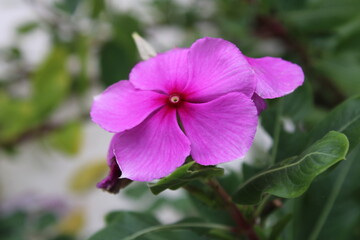 Fototapeta premium Flower