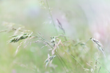 Nature background with wildgrass under sunlight. Selective and soft focus. Plant background. Close up. Copy space. 