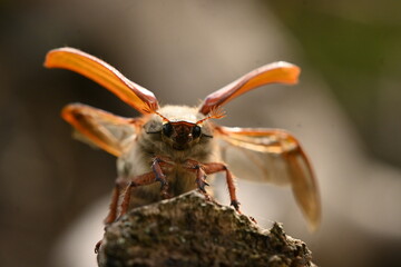 Maikäfer - Melolontha melolontha