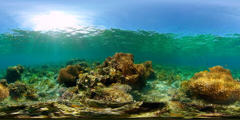 Tropical Fishes on Coral Reef, underwater scene. Colourful tropical coral reef. Scene reef. Philippines. 360 panorama VR