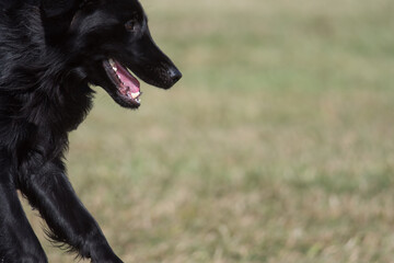 Fototapeta premium Flat Coated Retriever on the move