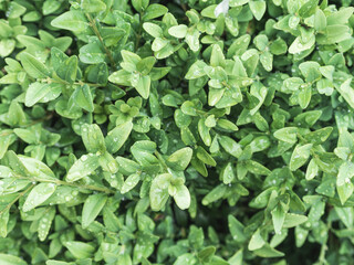 Green bush with small leaves hedge background