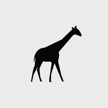 Vector illustration silhouette of giraffe