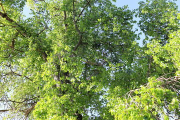 Fototapeta na wymiar Beautiful summer landscape with green leaves on tree