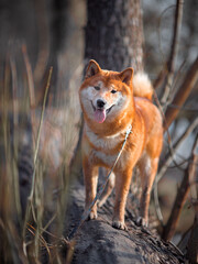 Happy dog walking in the forest