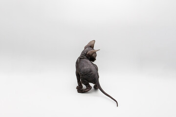 Beautiful gray Sphynx kitten  back view. Sphynx kitten against background.
