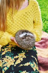 hedgehog in the hands of girl close-up