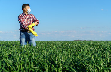 a man as a farmer poses in a field, dressed in a plaid shirt and jeans, protective face mask and rubber gloves, checks and inspects young sprouts crops of wheat, barley or rye, or other cereals