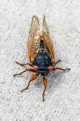 Frontal view of a Periodical Cicada