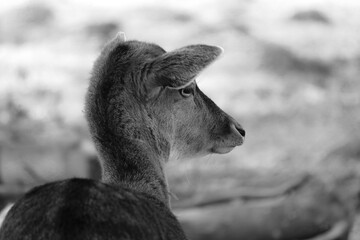 Noir portrait of a cute fawn