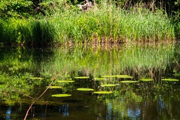 calm water at a pond in the green nature reserve Lobau in Vienna