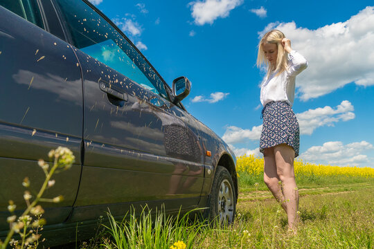 Slender Young Blonde Woman In A Skirt And White Blouse Stands Near A Dirty Car Stuck On A Dirt Road In The Middle Of A Rapeseed Field, Looks At The Wheel And Holds Her Head