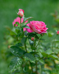 nature poster: roses