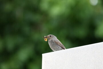Redstart with its prey in the garden