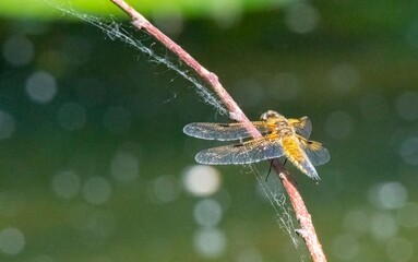 Dragonfly sitting on a twig near a waterfowl with spread wings