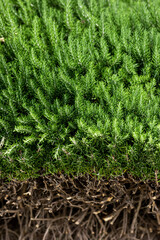 nature poster: cypress