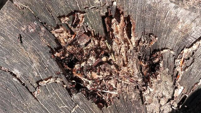 Ants at the entrance to the anthill in a tree stump