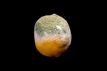 spoiled rotten lemon with mold on black background