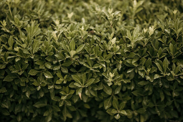 nature poster: wall of plant