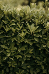 Fototapeta premium nature poster: wall of plant